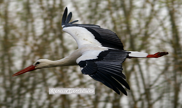 Flight of Cigognas